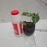 Syngonium Mojito Mottled - house plant - indoor plant Image 3