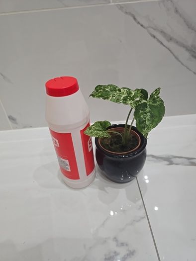 Syngonium Mojito Mottled - house plant - indoor plant