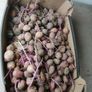 Seed potatoes, mix of Roosters and Kerrs Pinks Image 2