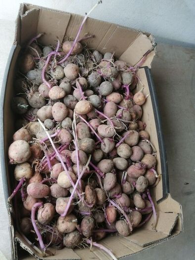 Seed potatoes, mix of Roosters and Kerrs Pinks