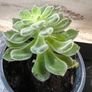 flower Succulent Image 4