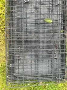 dog cage