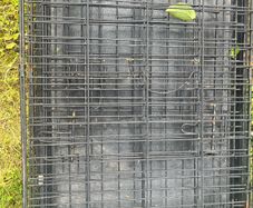 dog cage