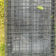 dog cage
