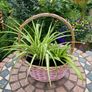 Two spider plant baskets Image 2