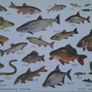 Vintage Fish Chart Prints - Sea Fishes & Freshwater Fishes Image 4