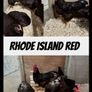 Purebred day olds chicks Image 6
