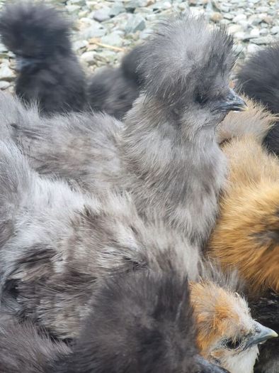 Usa Silkie Chicks And Fertile Eggs