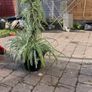 Big spider plant Image 3