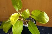 Philodendron Malaya Gold -
