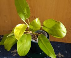 Philodendron Malaya Gold -