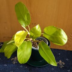 Philodendron Malaya Gold -