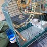 New Parrot/bird Cage Starter Kit + Tons of Accessories Image 5