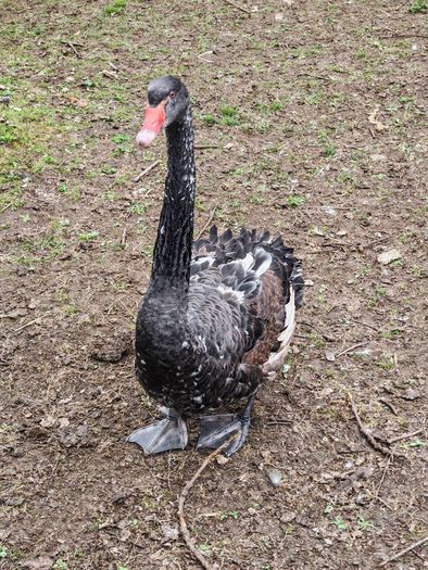 Black swans