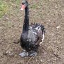 Black swans Image 4