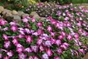 (I) Impatiens Accent F1 Violet Star seed (10) (414659)