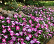 (I) Impatiens Accent F1 Violet Star seed (10) (414659)