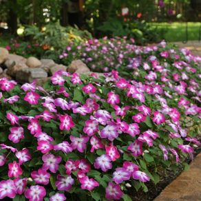 (I) Impatiens Accent F1 Violet Star seed (10) (414659)