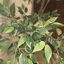 FEJKAArtificial potted plant, in/outdoor Image 4