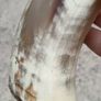 12 Inch Australian Bull Horn Bottle Opener Image 6