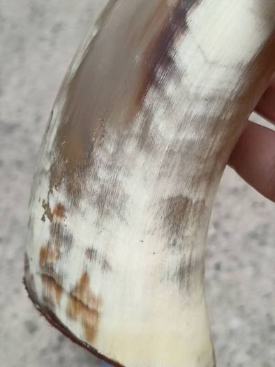 12 Inch Australian Bull Horn Bottle Opener