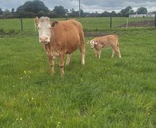 4x Suckler Cows & 3x Charley Heifer & 1 Bull Calf