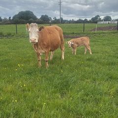 4x Suckler Cows & 3x Charley Heifer & 1 Bull Calf