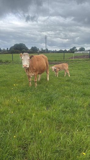4x Suckler Cows & 3x Charley Heifer & 1 Bull Calf