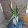 large aloe vera plant Image 3