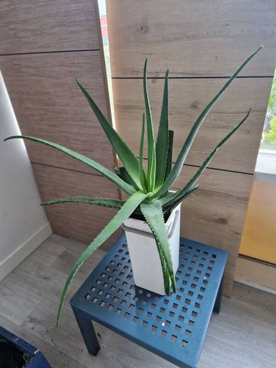 large aloe vera plant