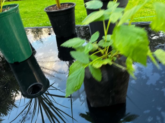 Raspberry Plant