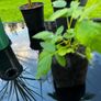 Raspberry Plant Image 6