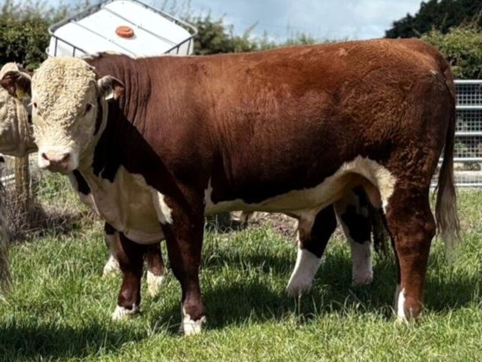 Quality Hereford bulls for sale