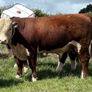 Quality Hereford bulls for sale Image 2