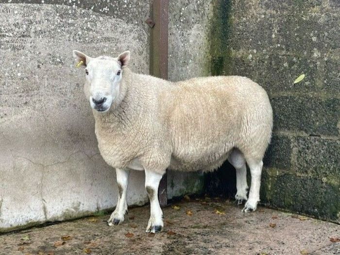 North Country Cheviot Aged Ram