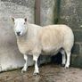 North Country Cheviot Aged Ram Image 3