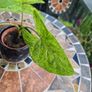 Syngonium Mojito Mottled - house plant - indoor plant Image 4
