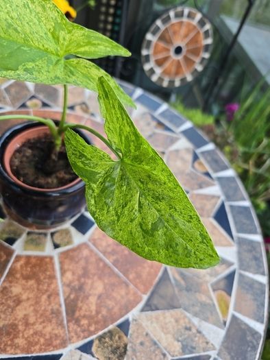 Syngonium Mojito Mottled - house plant - indoor plant