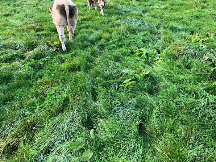 Cattle
