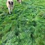 Cattle Image 8