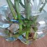 Monsters Adansonii plant Image 4