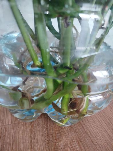 Monsters Adansonii plant