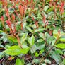 Red Robin hedging two euros Image 4
