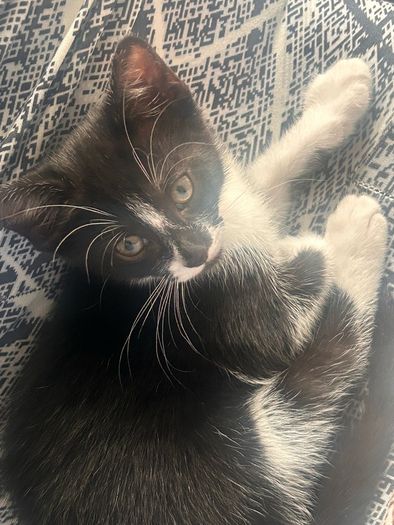 adopt