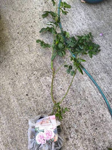 garden plants