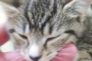 tabby girl