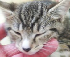 tabby girl