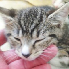 tabby girl