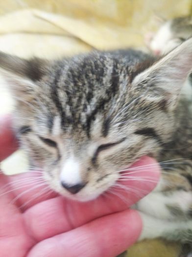 tabby girl