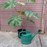 Tetrapanax papyrifer (Rice Paper Plant) Image 2